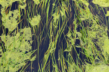 Reeds and pond weed growing in the River Torne near Doncaster, Yorkshire UK