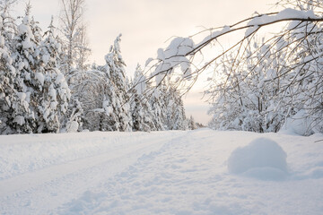 Village road, cleared of snow, runs through a beautiful snow-covered forest against the sky. Wonderful winter rural landscape.