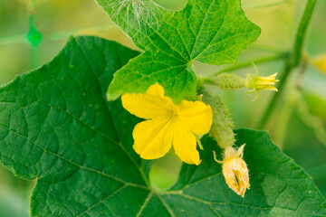 Cucumber with yellow flowers. Macro juicy fresh cucumber close-up on a background of leaves	