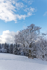 forêt des Vosges en hiver
