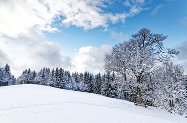 forêt des Vosges en hiver