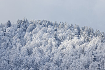 forêt des Vosges en hiver