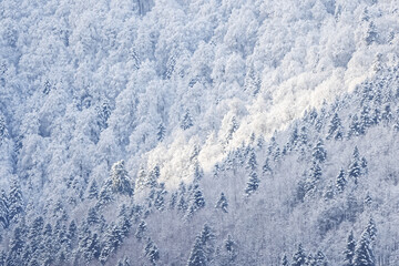 forêt des Vosges en hiver