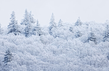 forêt des Vosges en hiver