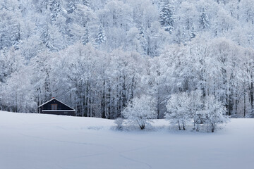 forêt des Vosges en hiver