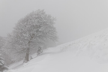 forêt des Vosges en hiver