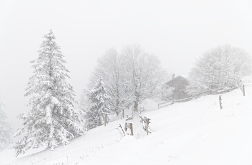 forêt des Vosges en hiver