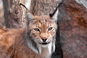 Wild lynx close up face