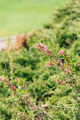 pink flowers in the garden, blossom in spring	