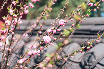 pink flowers in the garden, blossom in spring	