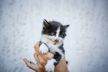 Adorable little kitten in hands on white background.