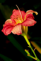 Fototapeta premium Close up Shot of a red Flowering Plant
