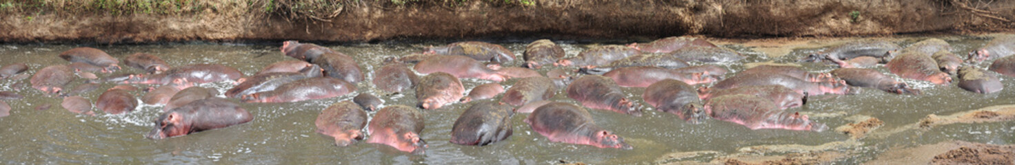 Hippos in water