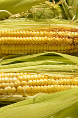 open corn cobs in natural environment