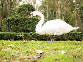 swan in the park