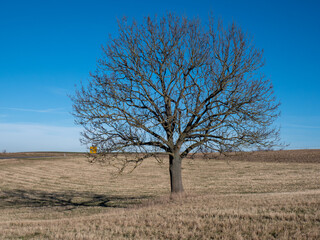 winter tree in the field