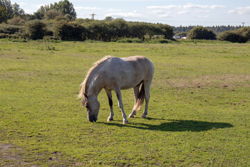 Horse in the meadow.