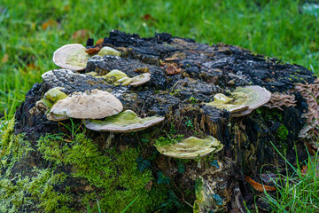 mushroom in the forest
