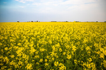 
Beautiful Yellow Mustard Flowers in the field Natural Landscape view.
