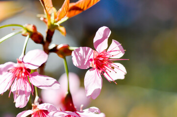 wild himalayan cherry or prunus cerasoides, sakura or pink flower