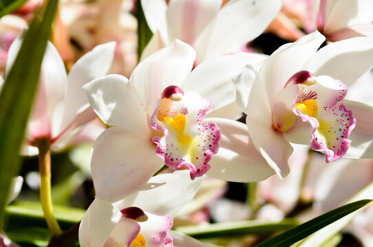 Ground orchid, Spathoglottis or Acanthephippium or  Bletia or Calanthe