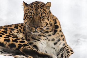 Far Eastern leopard in the snow