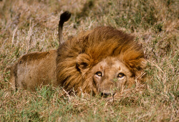 lion, male ,, Panthera leo, Kenya, Afrique