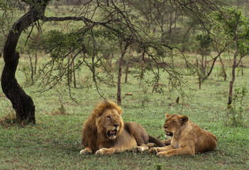 Naklejka premium lion, Panthera leo, Kenya, Afrique
