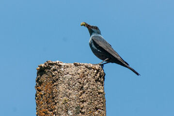 Monticole bleu, Merle bleu,.Monticola solitarius, Blue Rock Thrush