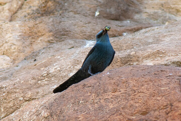 Monticole bleu, Merle bleu,.Monticola solitarius, Blue Rock Thrush
