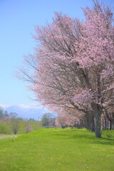 十勝川堤防の桜並木