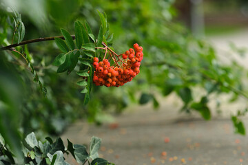 Vogelbeeren