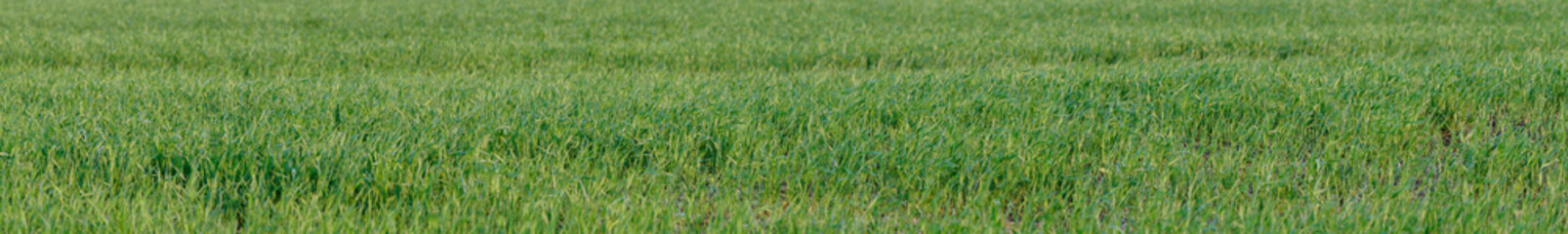 Panorama of young green grass. Selective focus. Shallow depth of field