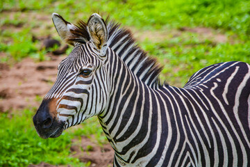 Fototapeta na wymiar young zebra in side portrait 