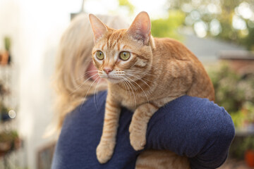 Tabby cat looking intense on a persons shoulders. 