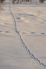 wolverine tracks