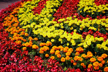 Fototapeta na wymiar various flowers in the garden