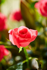 rose close-up in the park