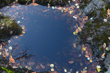 Puddle of water in stone with blue sky reflection and autumn leaves - 481415641