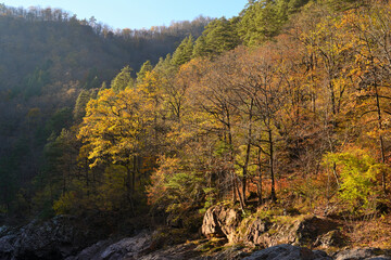 Autumn trees in mountain forest - 481415642