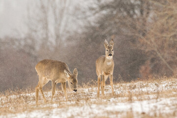 Roe deer, capreolus capreolus, walking grazing on dry grass in wintertime. Two wild animals in a cold weather looking on meadow from low angle perspective.