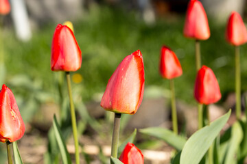 Tulips in the early morning in the gentle light of the warm sun