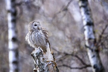Wild tawny owl, strix aluco, perching in birch forest in autumn nature and looking around. Bird sitting on a tree and looking around with copy space. Animal wildlife in nature.
