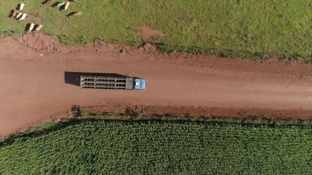 Caminh&atilde;o de transporte de Gado 