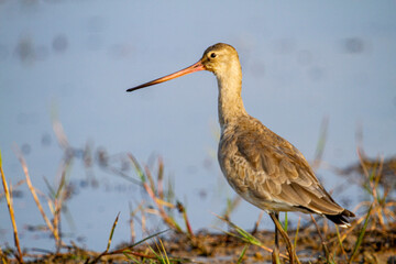 Black Tailed Godwit at Chilka Bird Sanctuary in Orrisa in India