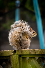 squirrel in the park