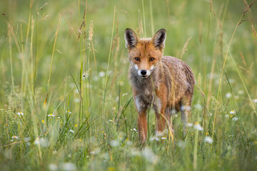 Wild red fox, vulpes vulpes, standing along tall grass on a meadow in summertime. Mammal predator hunting on a green field in summertime. Front view of animal in the wild with copy space.