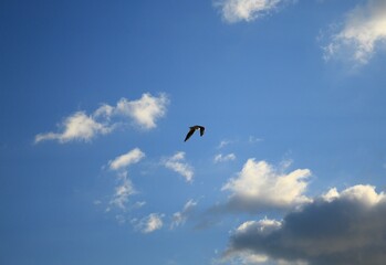 pine tree branches and needles
