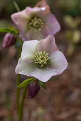 Blooming flowers hellebore in a sunny day, also known as Christmas or Lenten rose.