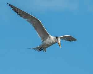 seagull in flight